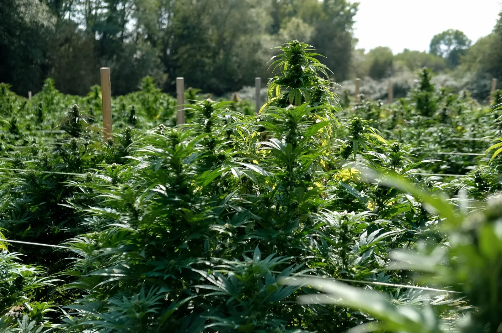 maison du hash grossiste cbd resine cbd